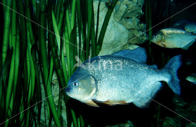 Red-bellied piranha (Pygocentrus nattereri)