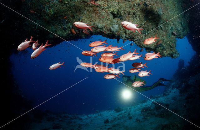 Blotcheye soldierfish (Myripristis murdjan)