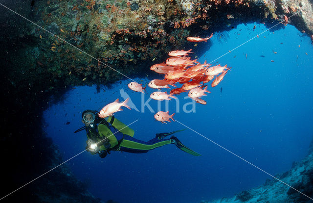 Blotcheye soldierfish (Myripristis murdjan)