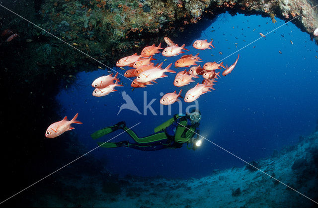 Blotcheye soldierfish (Myripristis murdjan)