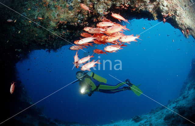 Blotcheye soldierfish (Myripristis murdjan)