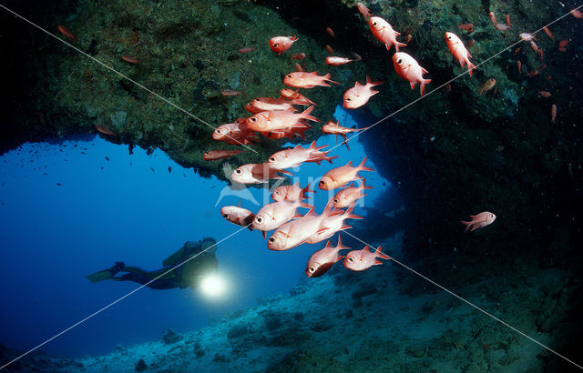 Blotcheye soldierfish (Myripristis murdjan)