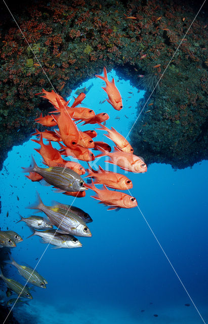 Blotcheye soldierfish (Myripristis murdjan)