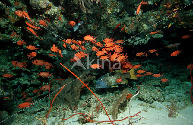 Blotcheye soldierfish (Myripristis murdjan)