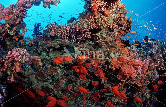 Blotcheye soldierfish (Myripristis murdjan)