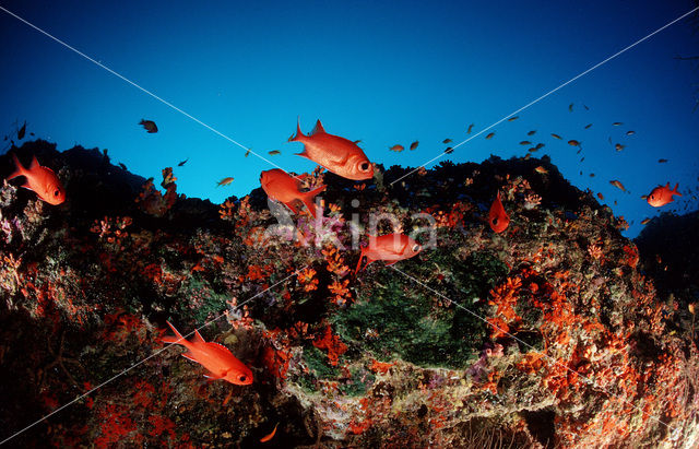 Blotcheye soldierfish (Myripristis murdjan)