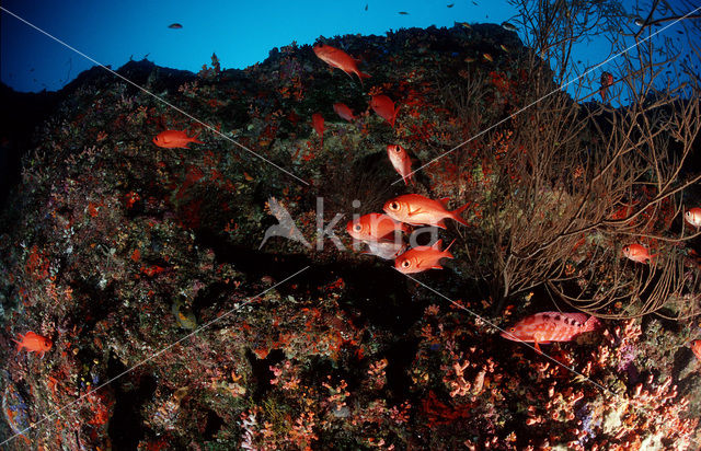 Rode soldatenvis (Myripristis murdjan)