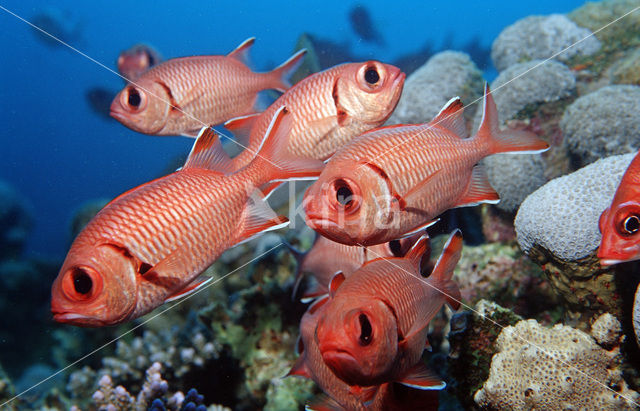 Rode soldatenvis (Myripristis murdjan)