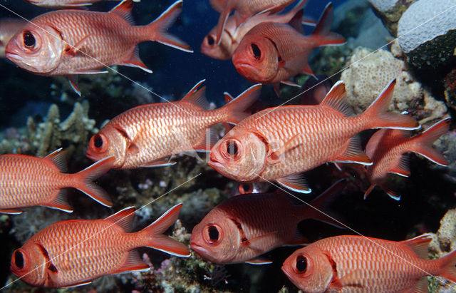 Blotcheye soldierfish (Myripristis murdjan)