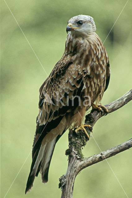 Red Kite (Milvus milvus)