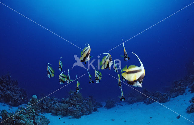 Red sea bannerfish (Heniochus intermedius)