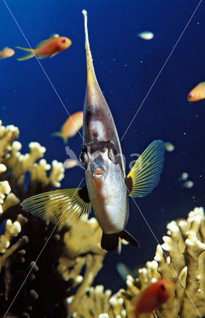 Red sea bannerfish (Heniochus intermedius)