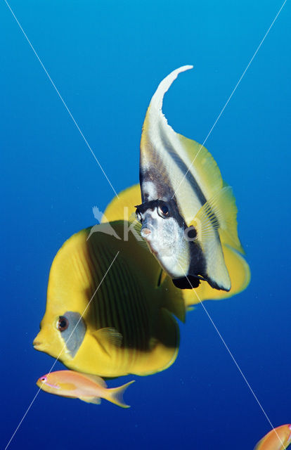 Red sea bannerfish (Heniochus intermedius)