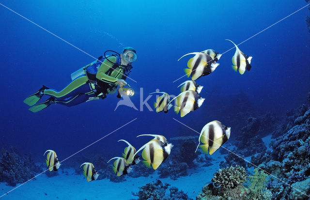 Red sea bannerfish (Heniochus intermedius)