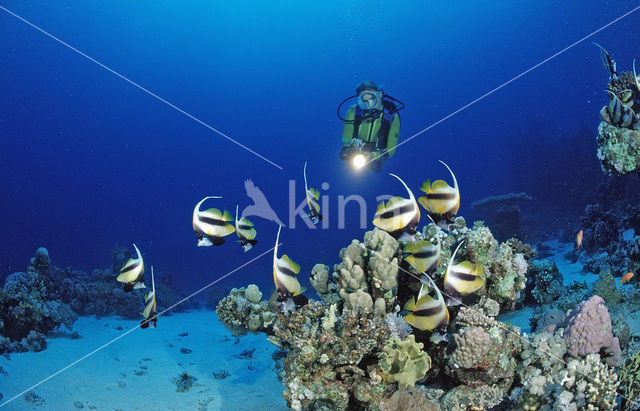 Red sea bannerfish (Heniochus intermedius)