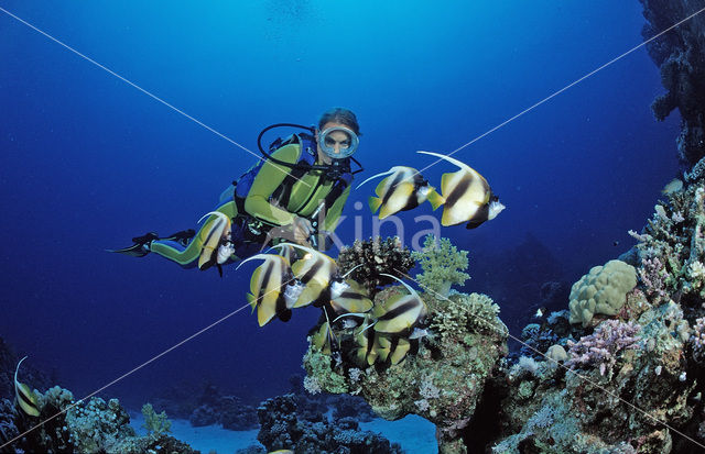 Red sea bannerfish (Heniochus intermedius)