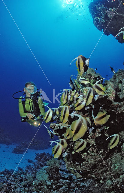 Red sea bannerfish (Heniochus intermedius)