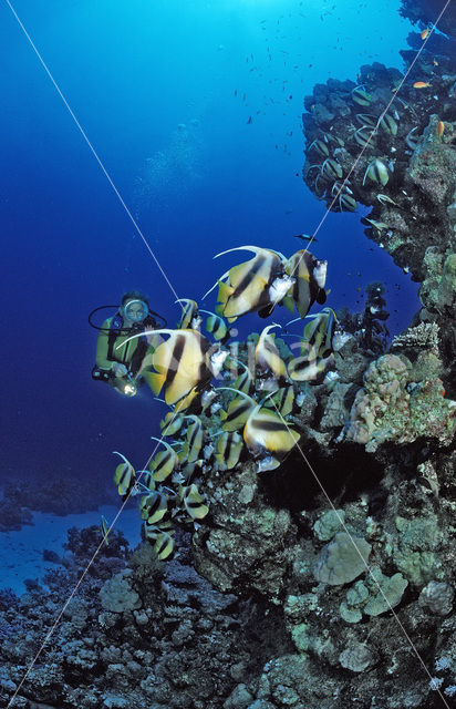 Red sea bannerfish (Heniochus intermedius)