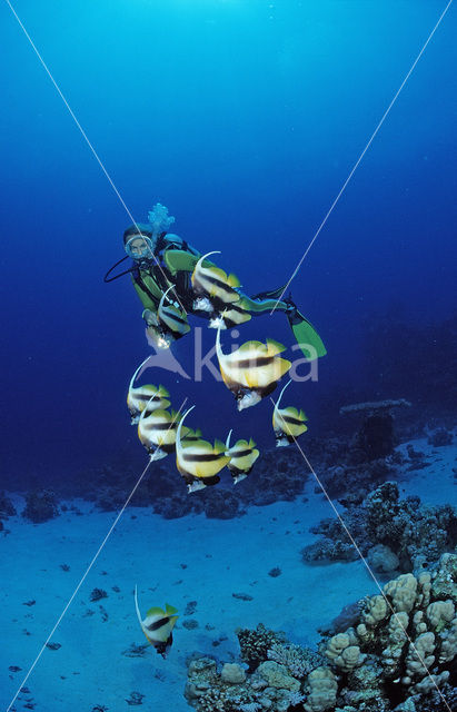 Red sea bannerfish (Heniochus intermedius)