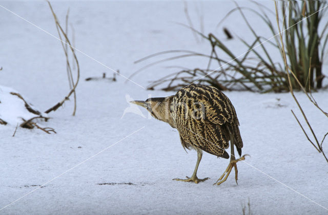 Bittern (Botaurus stellaris)