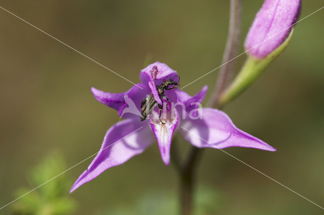 Rood bosvogeltje (Cephalanthera rubra)