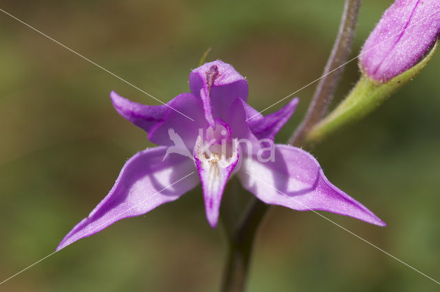 Red Helleborine (Cephalanthera rubra)
