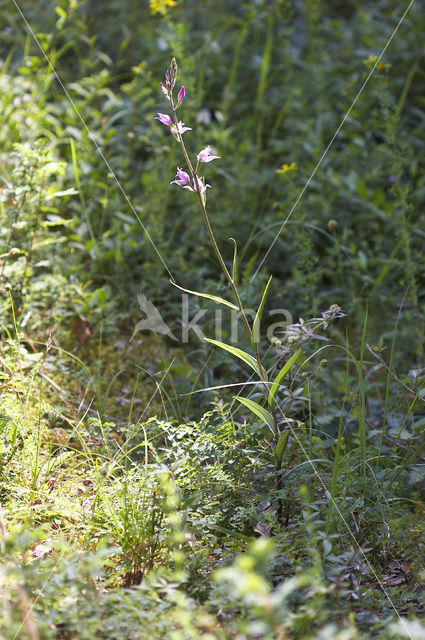 Red Helleborine (Cephalanthera rubra)