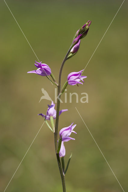 Red Helleborine (Cephalanthera rubra)