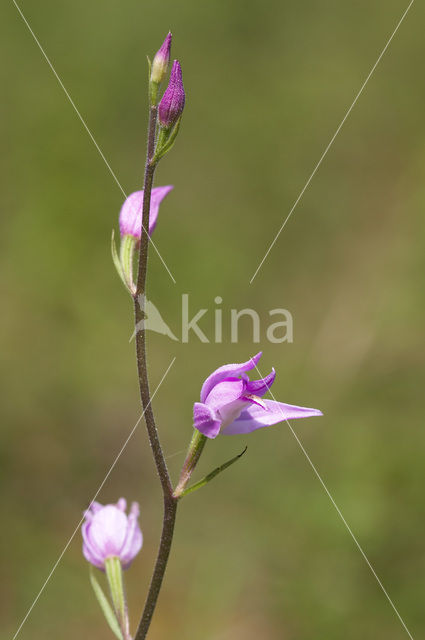 Rood bosvogeltje (Cephalanthera rubra)