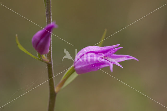 Red Helleborine (Cephalanthera rubra)