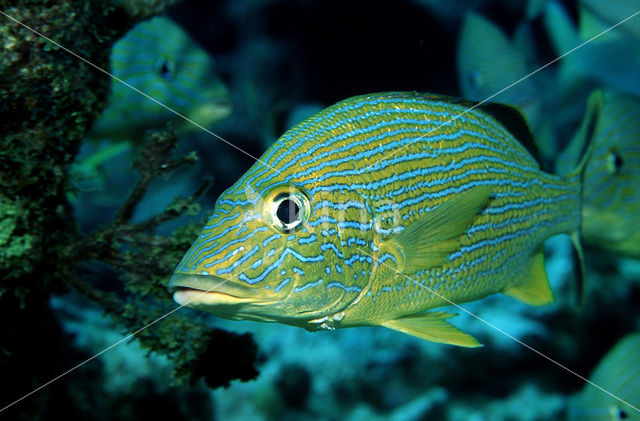 French Grunt (Haemulon flavolineatum)