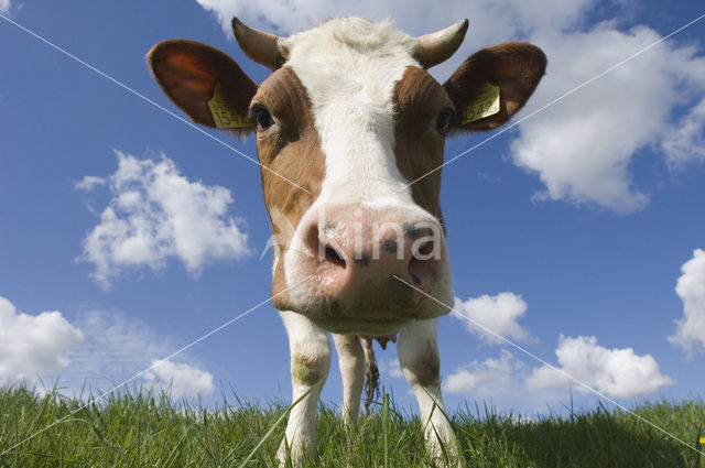 red-and-white Cow (Bos domesticus)