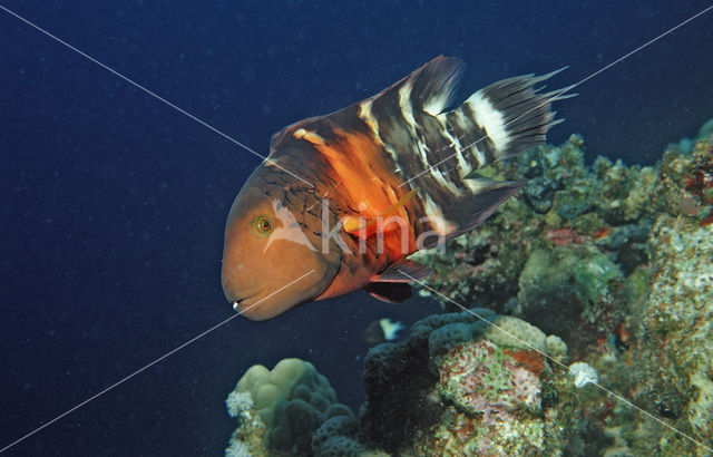 Roodborst lipvis (Cheilinus fasciatus)