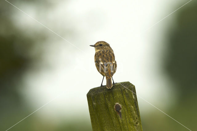 Roodborsttapuit (Saxicola rubicola)