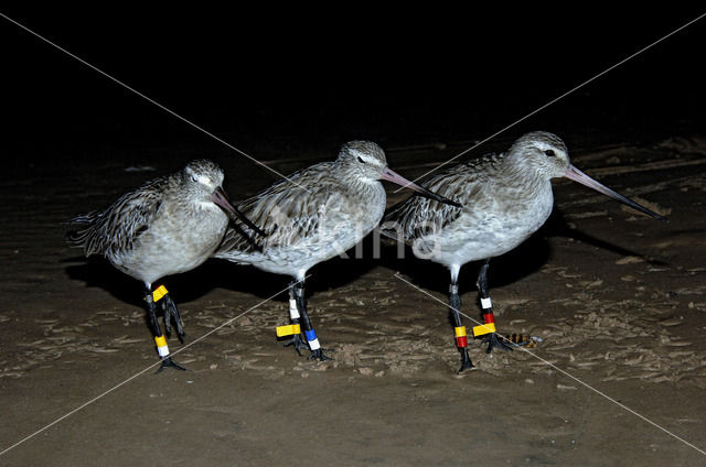 Bar-tailed Godwit (Limosa lapponica)