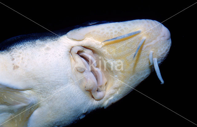 Russian sturgeon (Acipenser gueldenstaedtii)