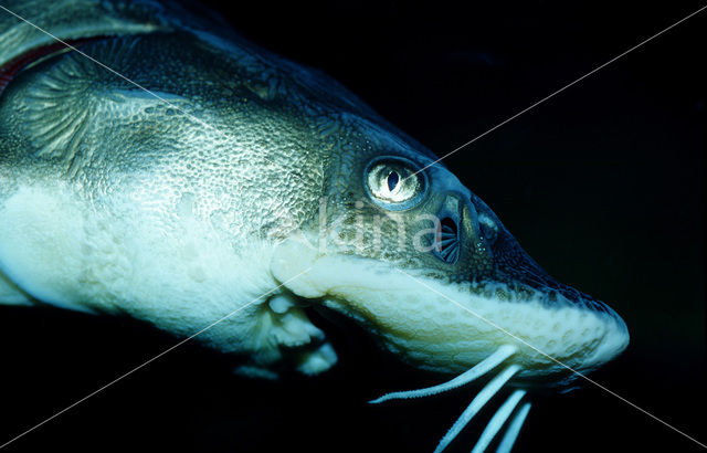 Russian sturgeon (Acipenser gueldenstaedtii)