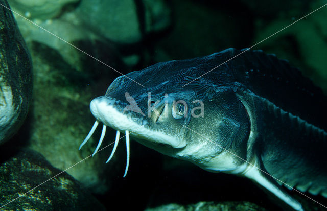 Russian sturgeon (Acipenser gueldenstaedtii)