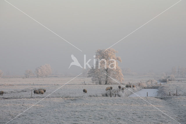 Schaap (Ovis domesticus)