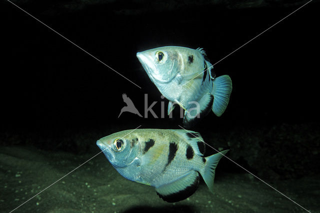 Banded archerfish (Toxotes jaculatrix)