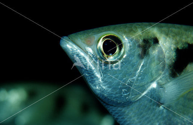 Banded archerfish (Toxotes jaculatrix)