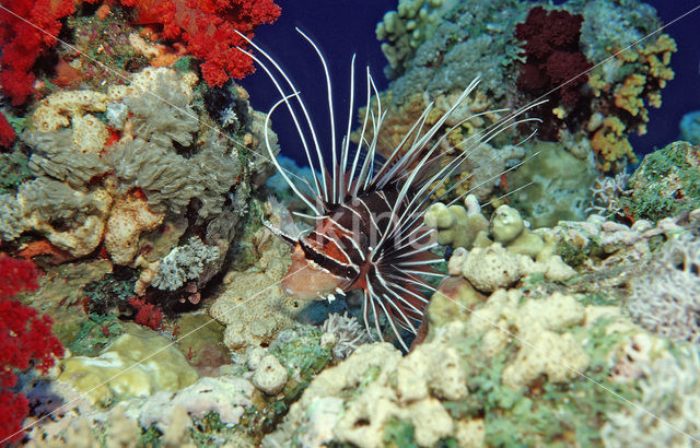 Sierlijke koraalduivel (Pterois radiata)