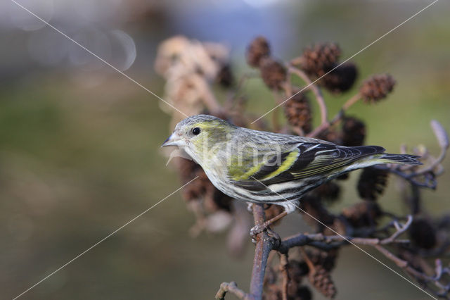 Eurasian Siskin (Carduelis spinus)