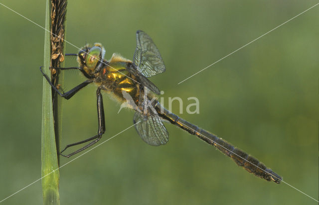 Smaragdlibel (Cordulia aenea)