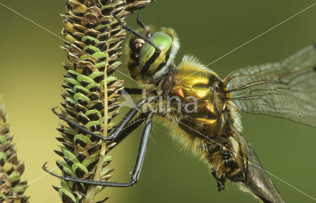 Downy Emerald (Cordulia aenea)