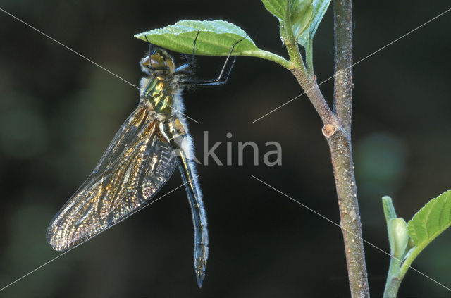Downy Emerald (Cordulia aenea)