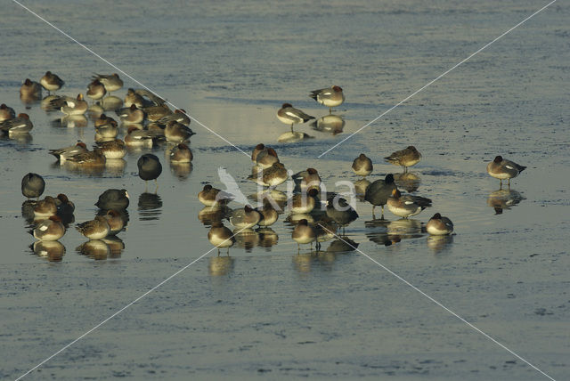 Wigeon (Anas penelope)