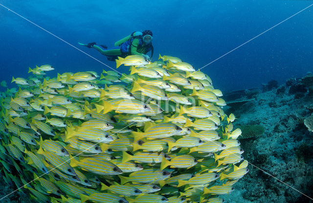 Fivelined snapper (Lutjanus quinquelineatus)