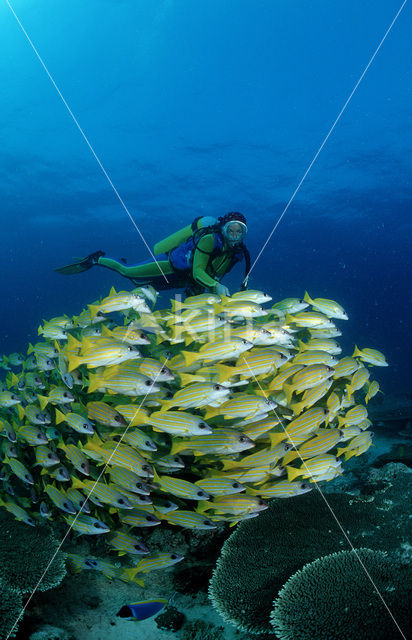 Fivelined snapper (Lutjanus quinquelineatus)