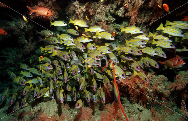 Fivelined snapper (Lutjanus quinquelineatus)